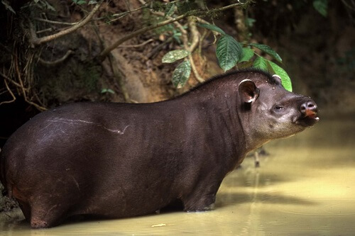 apir crossing river, Manu National Park - Wildlife encounter in Peru's pristine rainforest.