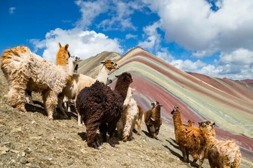 Find llamas and alpacas along the route and discover the colorful mountain at Vinicunca also called the Rainbow Mountain
