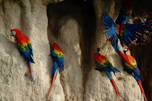 Tambopata Macaw Clay Lick - Spectacular gathering of macaws in the Amazon rainforest.